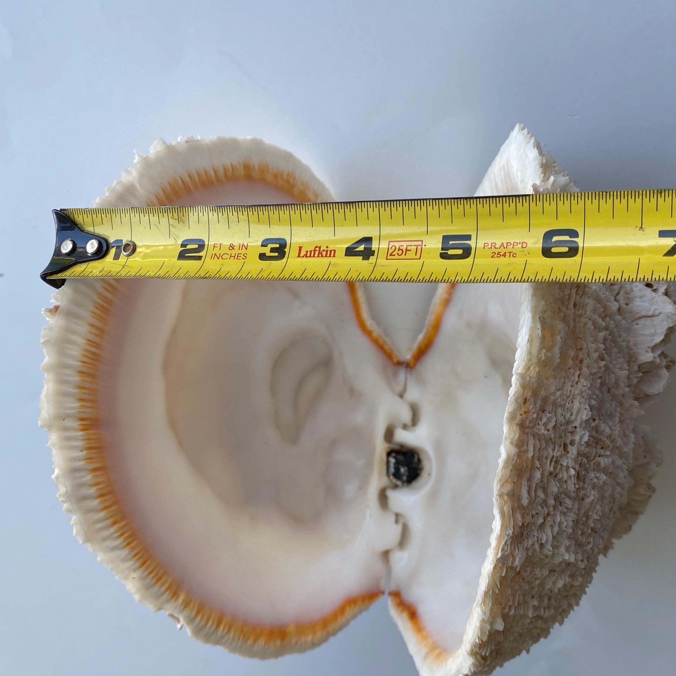 Antique Spiney Oyster Shell: Rare Large Spondylus Varius From Japan - Etsy
