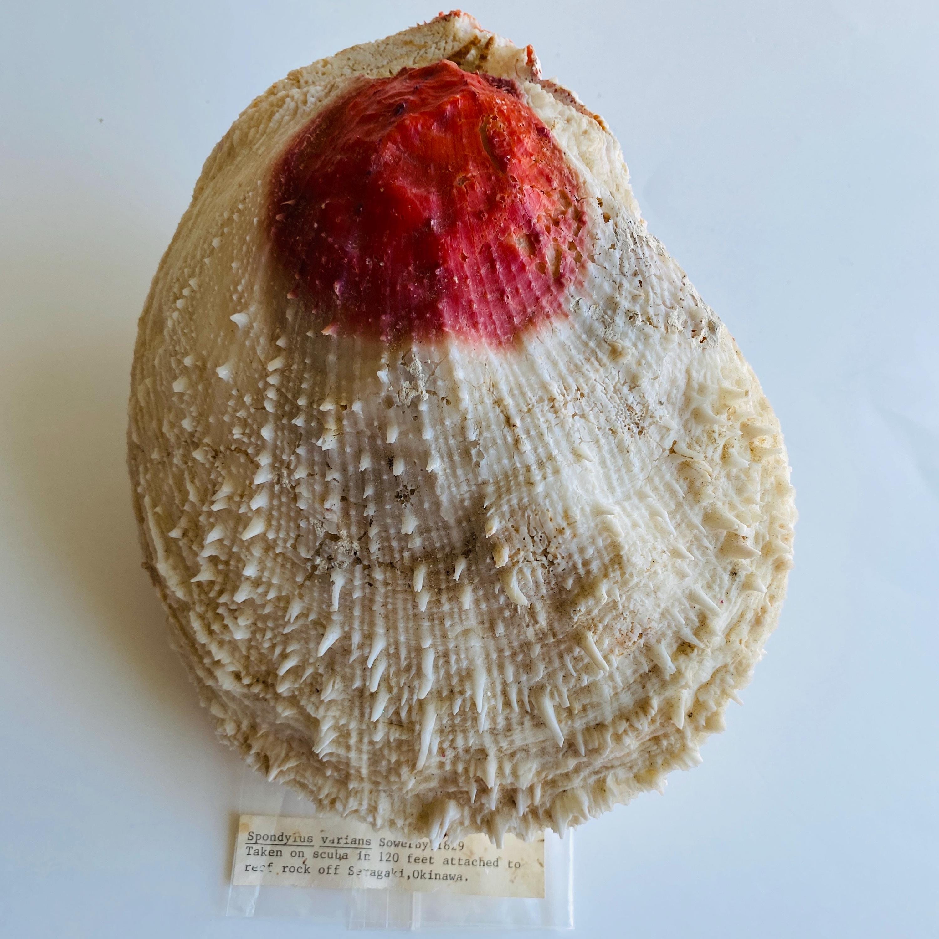 Antique Spiney Oyster Shell: Rare Large Spondylus Varius From Japan - Etsy