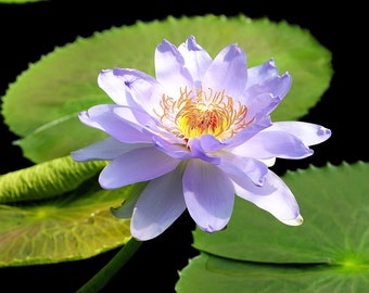 Blue Water-lily, lotus, botanical, botanical art, flowers, wall art, nature