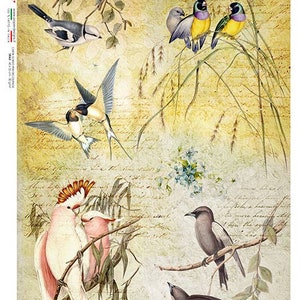 Paper Designs Rice Paper | Birds Rice Paper | A4 Rice Paper | Natural Rice Paper | Decoupage Paper | 12.5&quot;x 8.6&quot; | Animals 0134