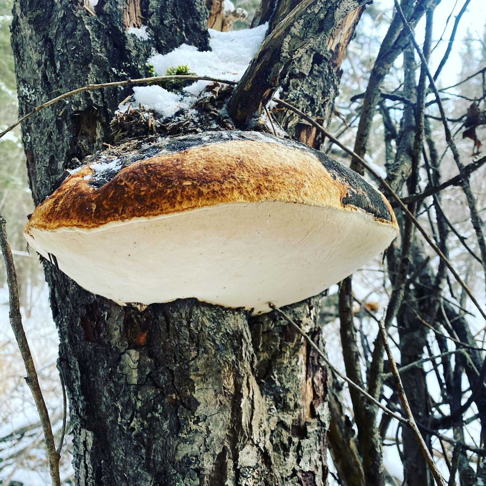 Diamond Willow Fungus - Etsy Canada
