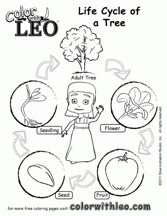 Plant Life Cycle Coloring Page