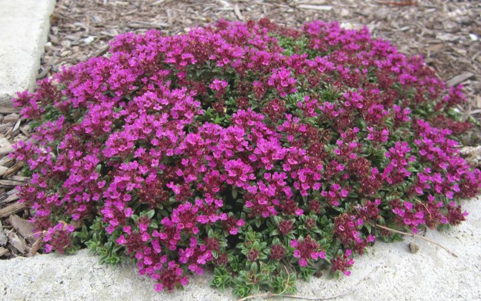 Red Creeping Thyme Coccineus 1 Gallon Thymus praecox Etsy