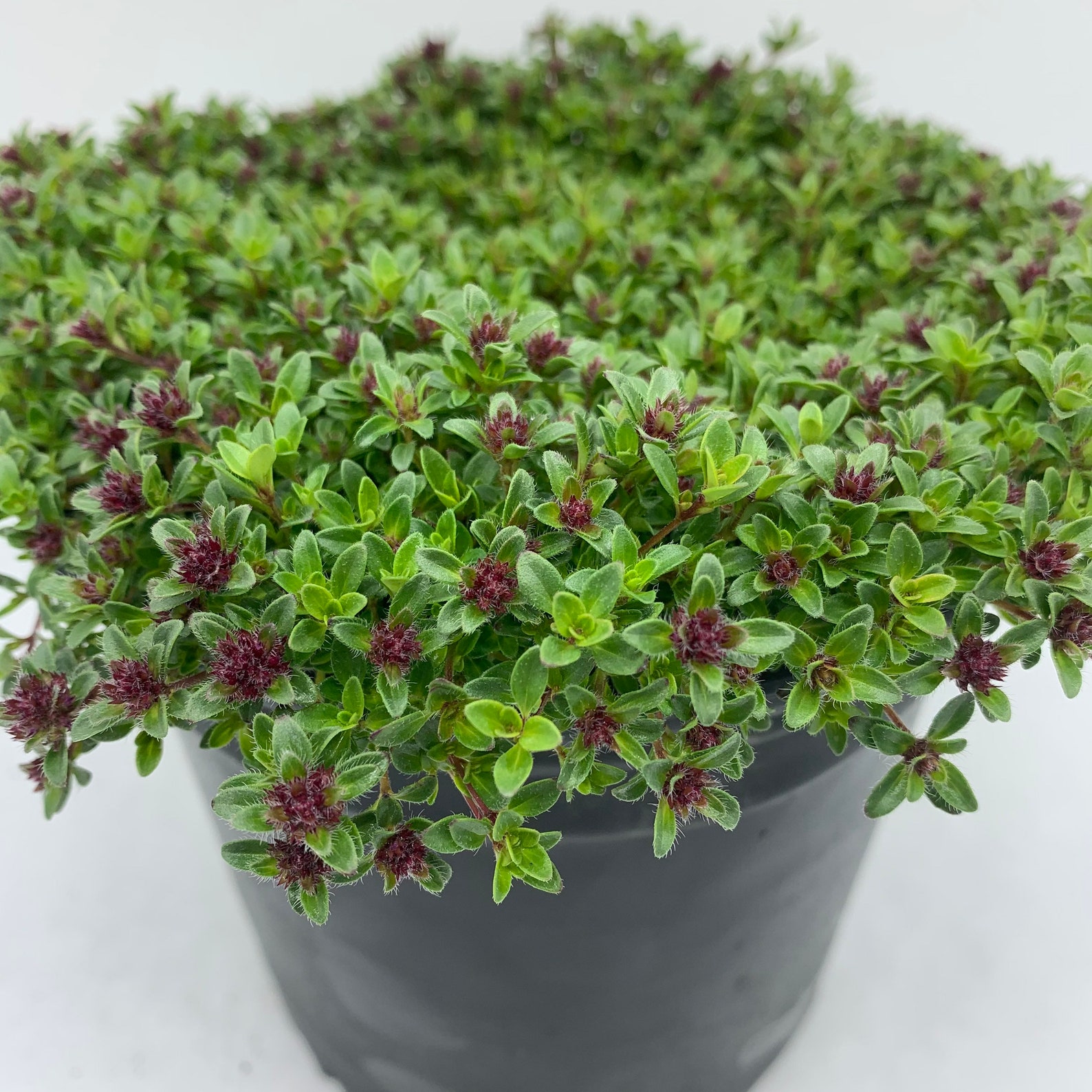 Red Creeping Thyme Coccineus 1 Gallon Thymus praecox Etsy