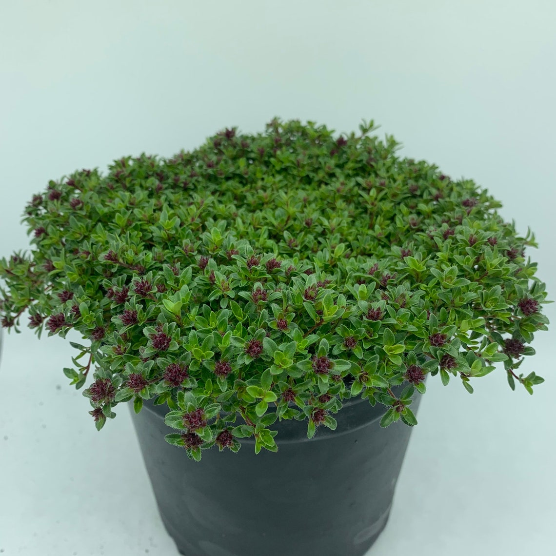 Red Creeping Thyme Coccineus 1 Gallon Thymus praecox Etsy