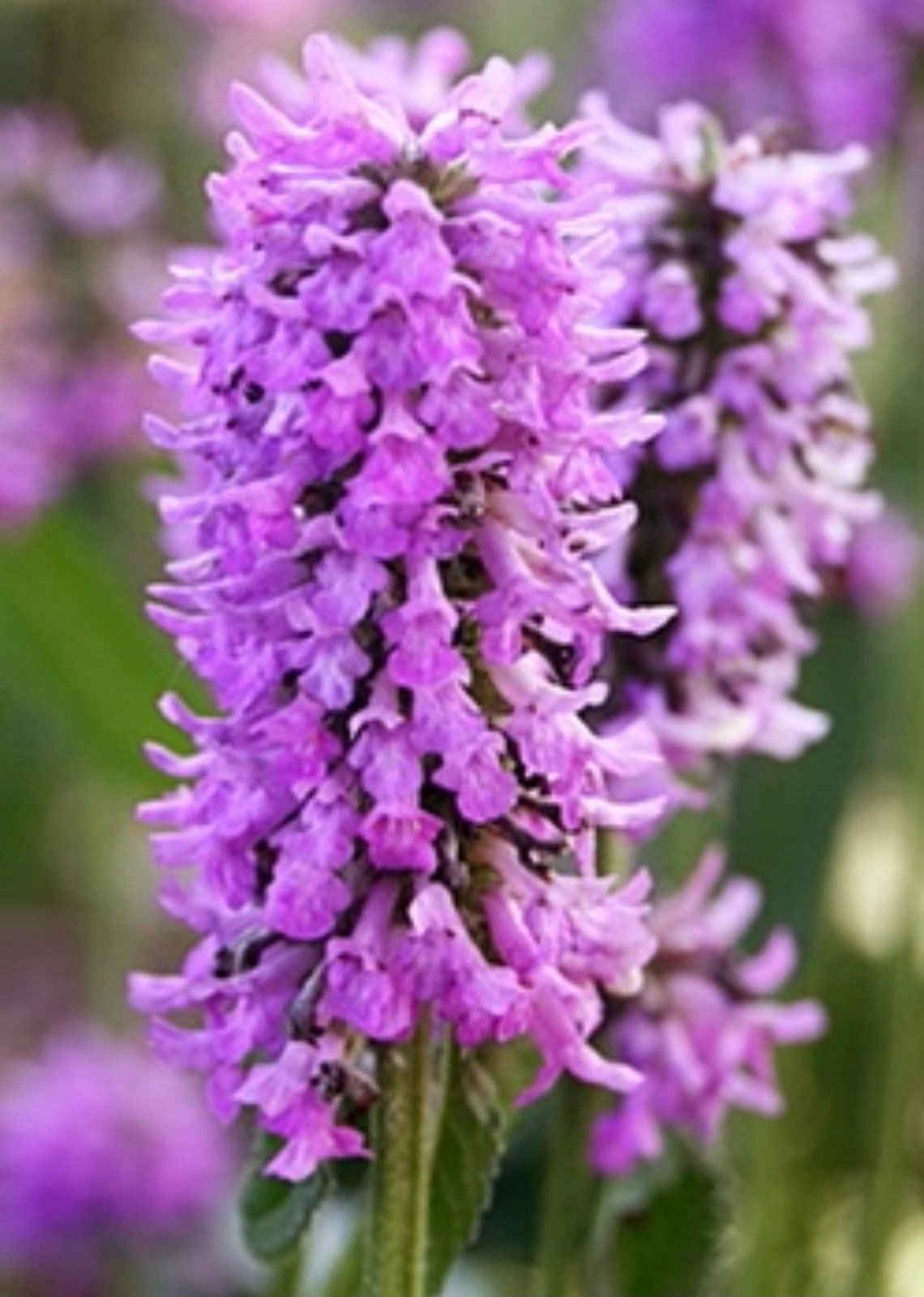 Hummelo Lambs Ear 1 Gallon Live Plant Perennial Etsy