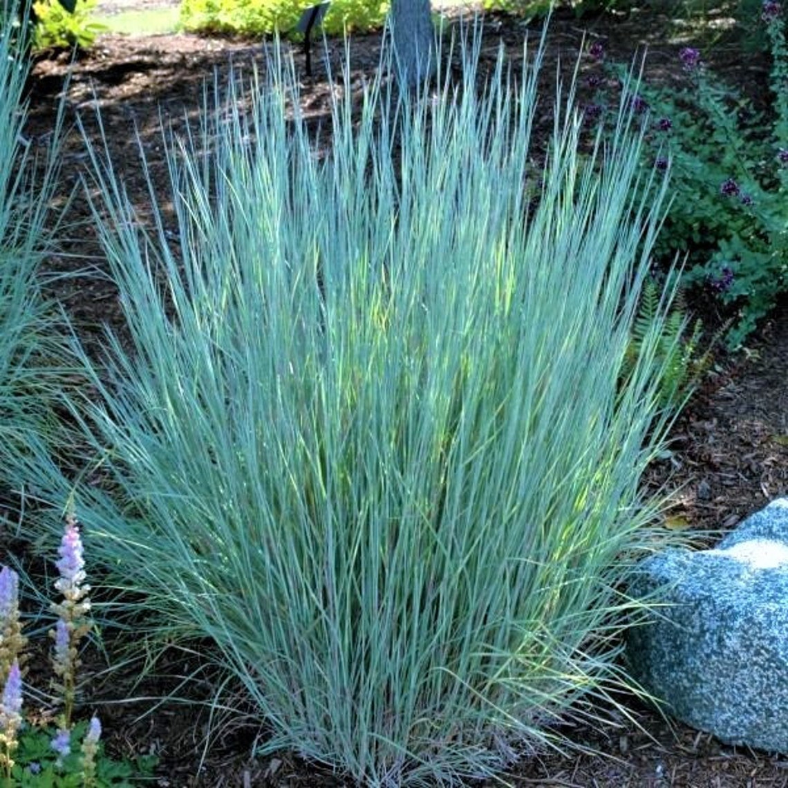 Blue Heaven Little Bluestem Grass