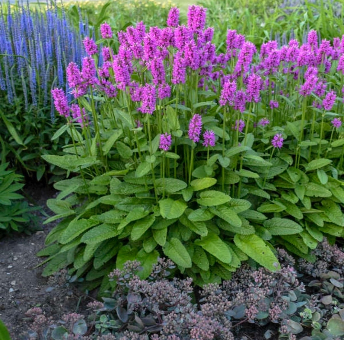 Hummelo Lambs Ear 1 Gallon Live Plant Perennial Etsy