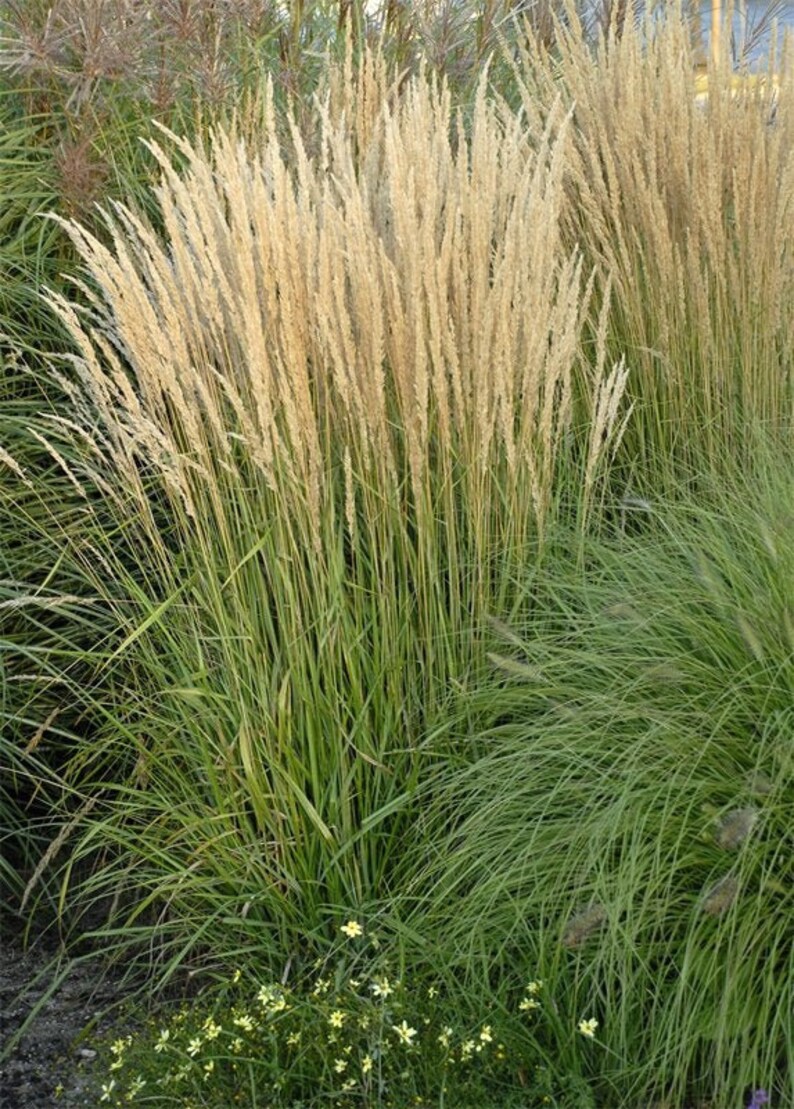 Feather reed grass Karl Foerster 1 Gallon Live Plant Etsy