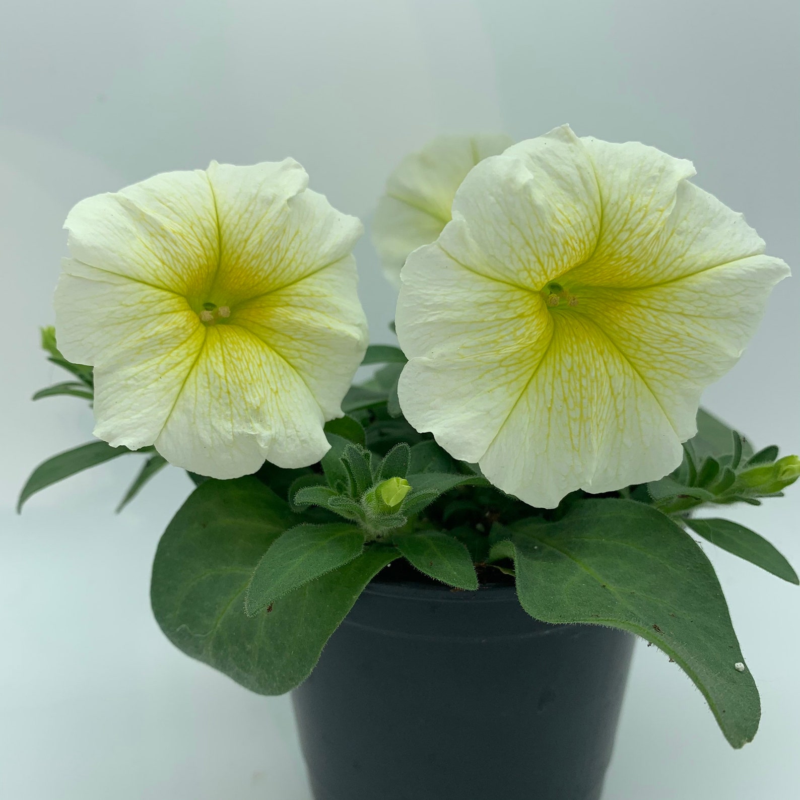 Petunia Easy Wave® Yellow Hybrid 3 inch Petunia x hybrida | Etsy