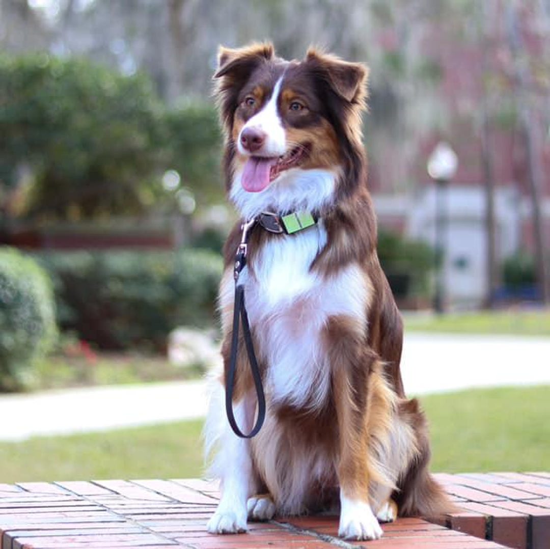 Fi Armor for Fi GPS Collar Series and