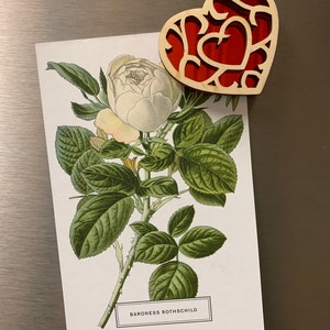 K&ouml;nnte beinhalten: Eine wei&szlig;e Rose mit gr&uuml;nen Bl&auml;ttern und ein herzf&ouml;rmiger Holzmagnet mit rotem Herzdesign. Die Rose ist mit "Baroness Rothschild" beschriftet.