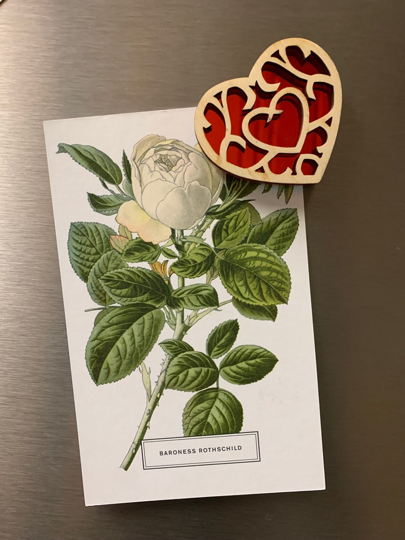K&ouml;nnte beinhalten: Eine wei&szlig;e Rose mit gr&uuml;nen Bl&auml;ttern und ein herzf&ouml;rmiger Holzmagnet mit rotem Herzdesign. Die Rose ist mit "Baroness Rothschild" beschriftet.
