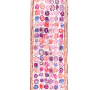 May include: A rectangular scarf featuring a pattern of colorful, spiral-shaped floral designs in shades of pink, purple, and orange. The scarf has a crocheted border in a light brown color and a small black tag.