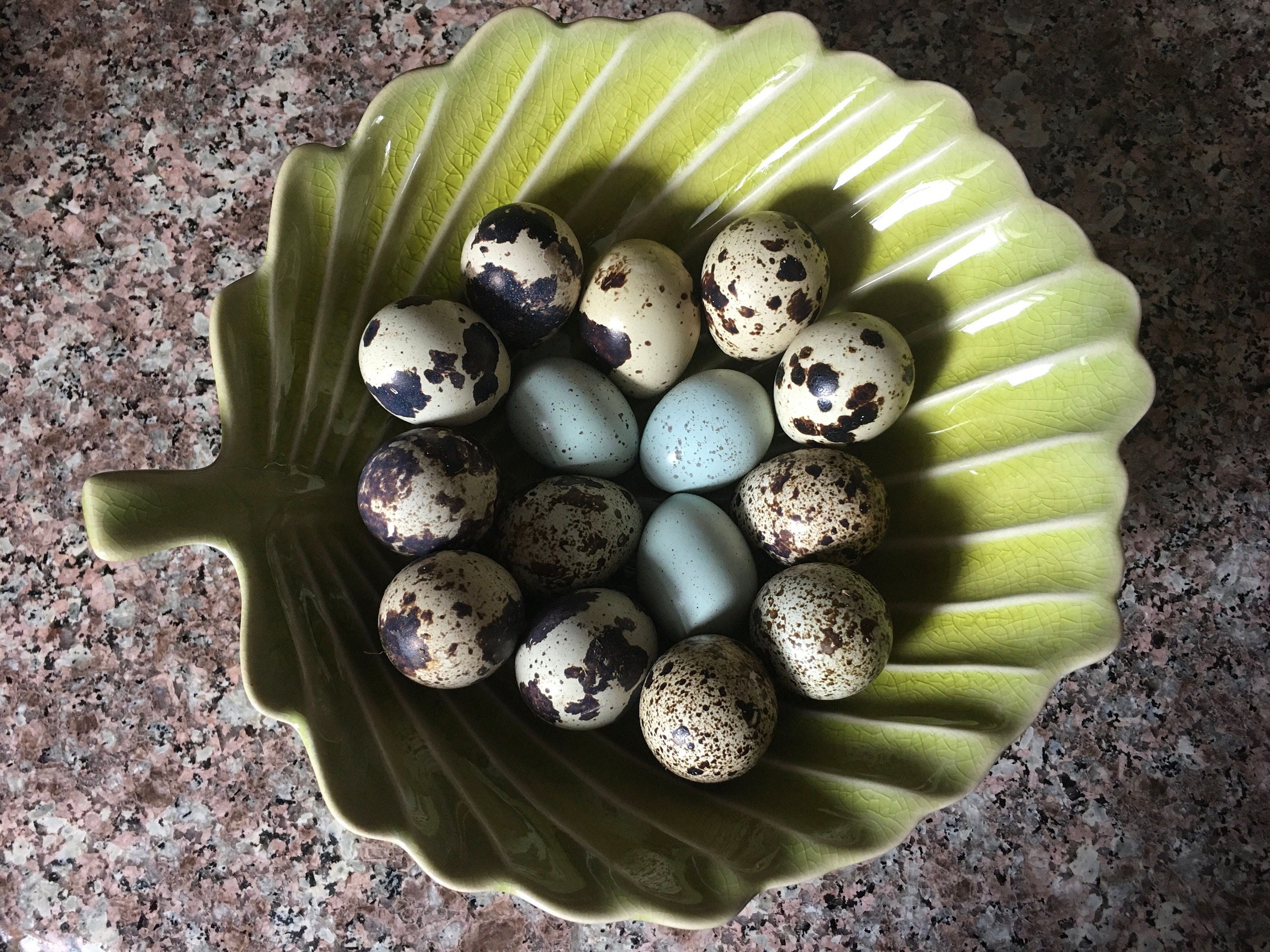 12 Fertile Quail Hatching Eggs Etsy