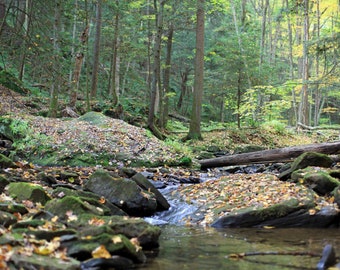 Mountain Stream, Forest, Photograph, Spring, Pennsylvania, Hiking, Woods, Back packing, Picture, Photo, Water, Trees,