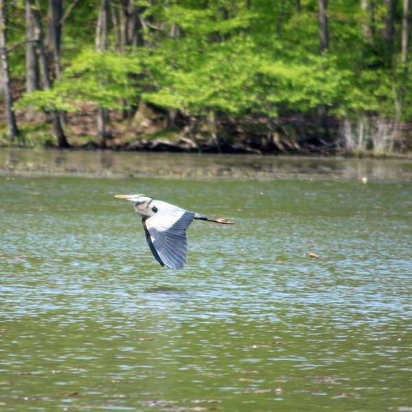 Blue, Heron, Digital, Download, Photographs, Printable, Bird, Art, Photo, File, Print, Flying, Pennsylvania, Spring, Flight