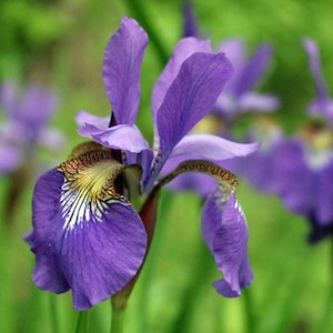 Iris, Purple Lily ,Photograph,  Spring, Print , Wall, Art, Flower ,Beautiful ,Picture, Colorful, Home, Decor, Grass