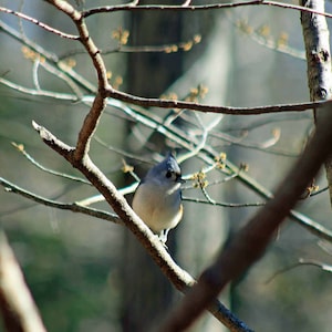 Bird, Digital, Download, Tufted, Titmouse, Photograph, Print, Art, Spring, Home, Decor, Pennsylvania, Songbird
