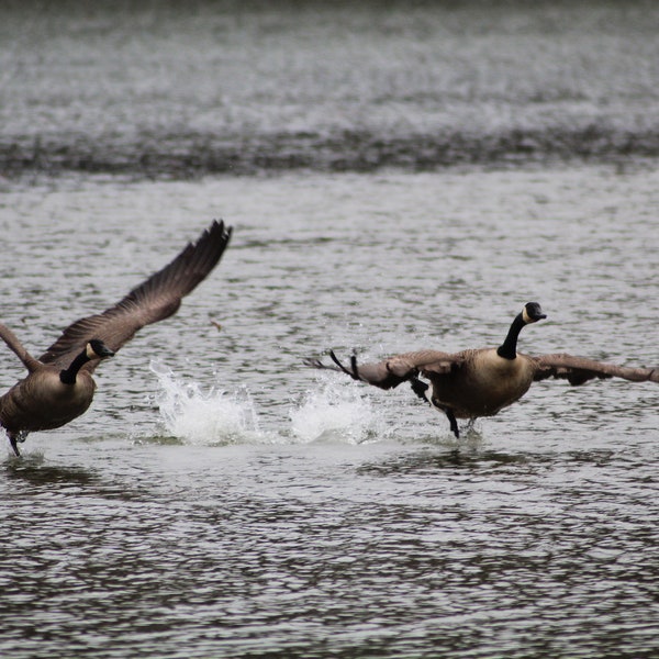 Geese, Flying, Digital, Download, Photographs, Printable, Wall, Art, Photos, Water, Spring, Pennsylvania, Lake,