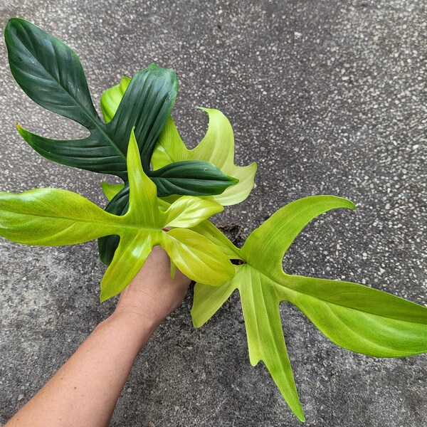 Florida Ghost Philodendron Etsy