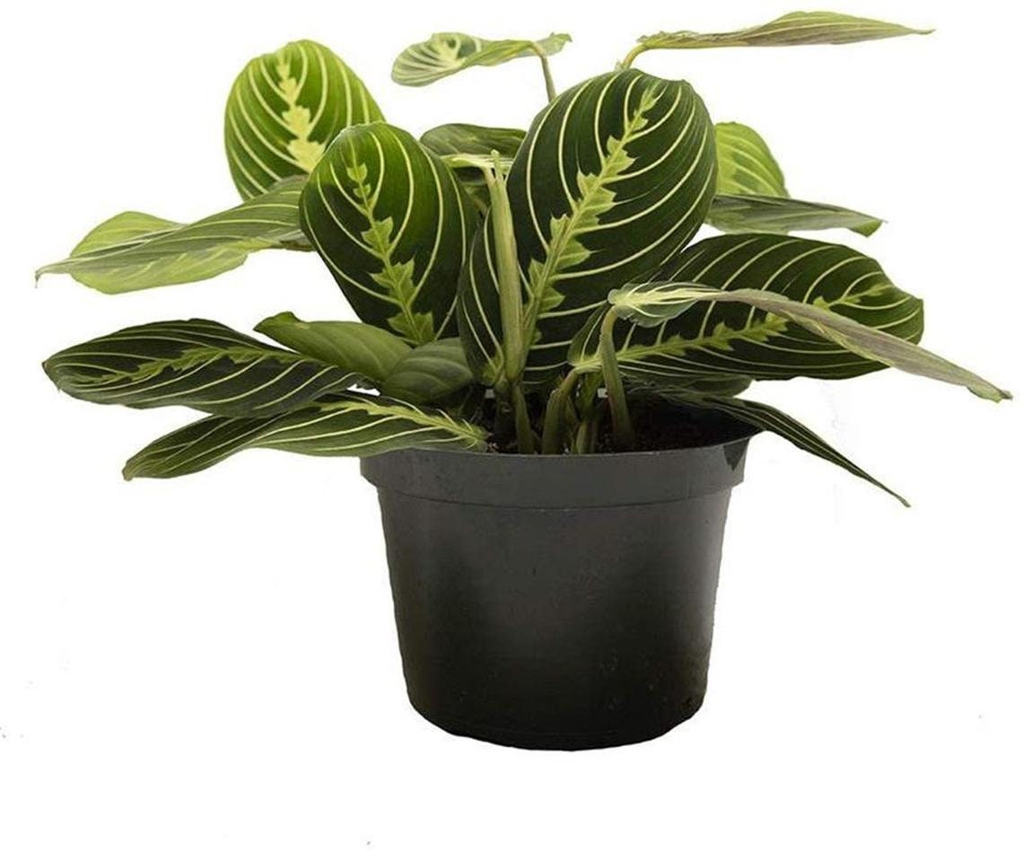 Prayer Plant for sale Only 2 left at 70