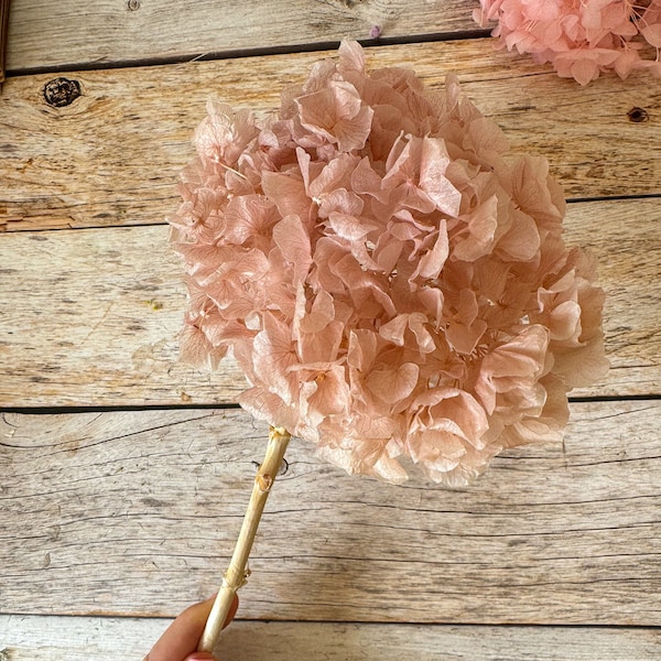 Hortensien Trockenblumen Kopf | Vasendeko Trokenblumendeko | DIY Trockenblumen | Hortensien getrocknet | zeitlose nachhaltige Deko