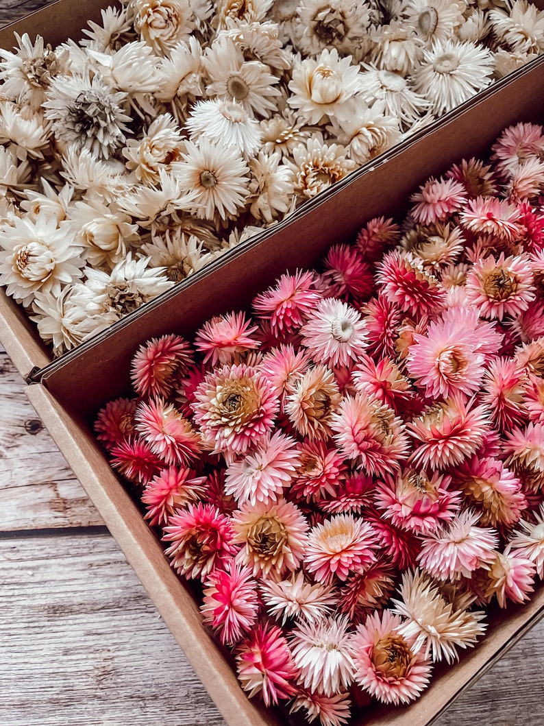 Streudeko Blumen Trockenblumen Tischdeko Streudeko für Hochzeit Geburtstag Tischdekoration Bild 3