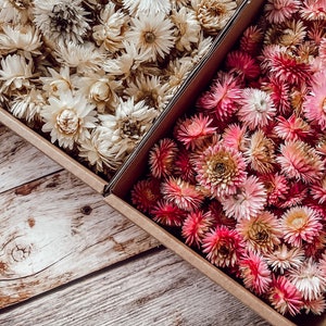 Streudeko Blumen Trockenblumen Tischdeko Streudeko für Hochzeit Geburtstag Tischdekoration Bild 1