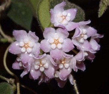 Hoya Thomsonii Pink - Etsy