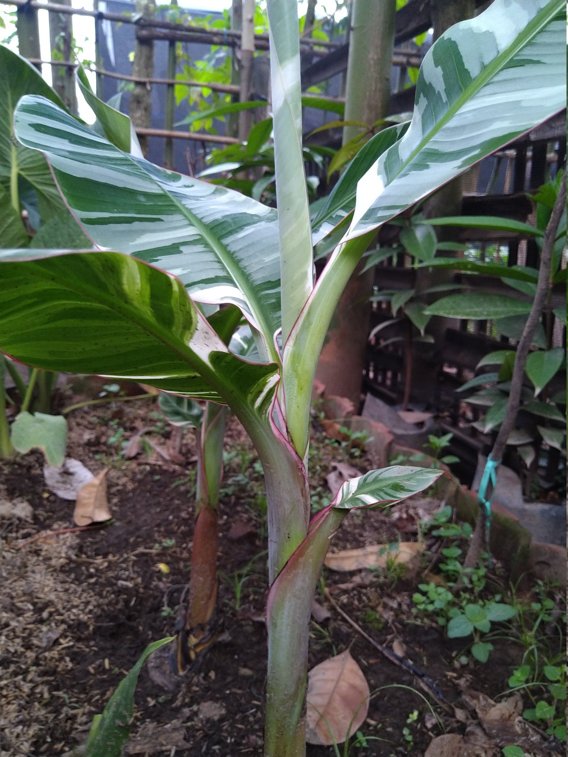 real fruit power pomegranate juice 1 l