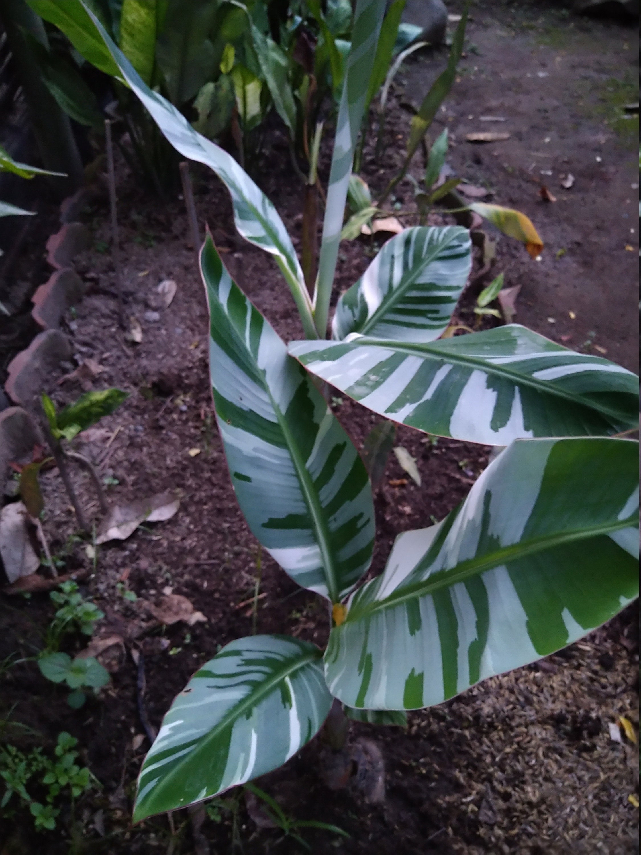 Banana Variegated Musa Aeae best sale Health Plants Include Etsy