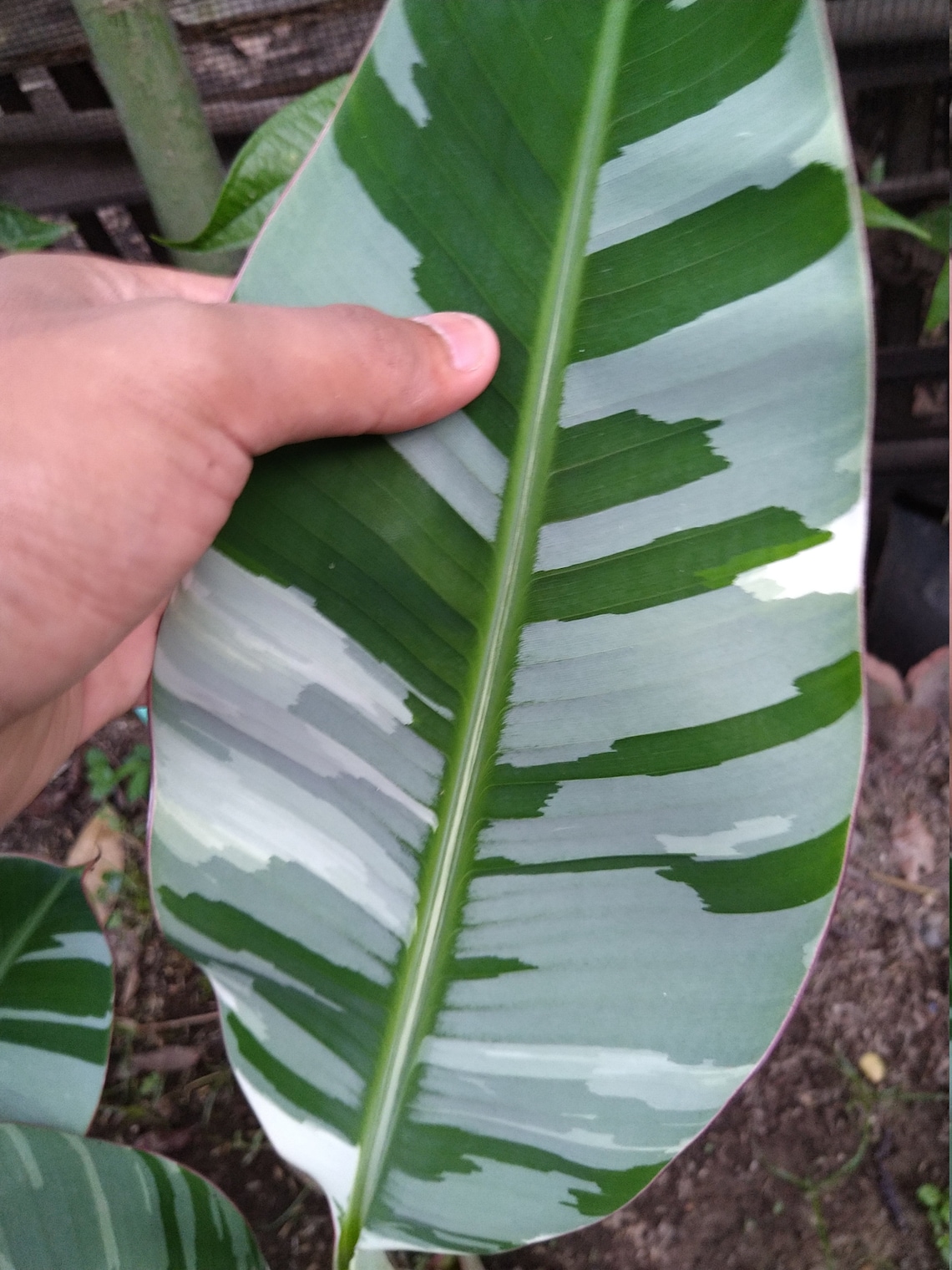 Banana Variegated Musa Aeae best sale Health Plants Include Etsy