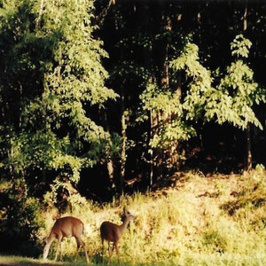 Lake Guntersville Deer.