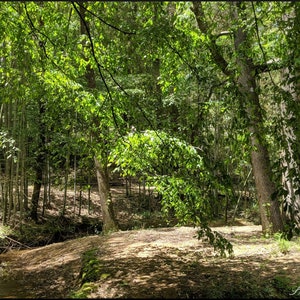 Summer in the Woods