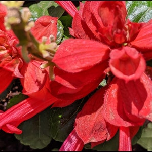 Red Salvia (Scarlet Sage)