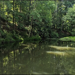 Forest Pool