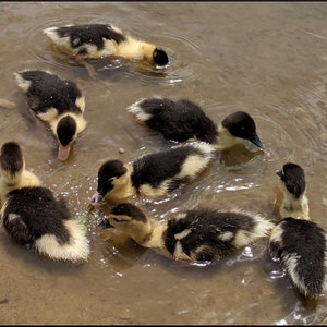 Ducklings