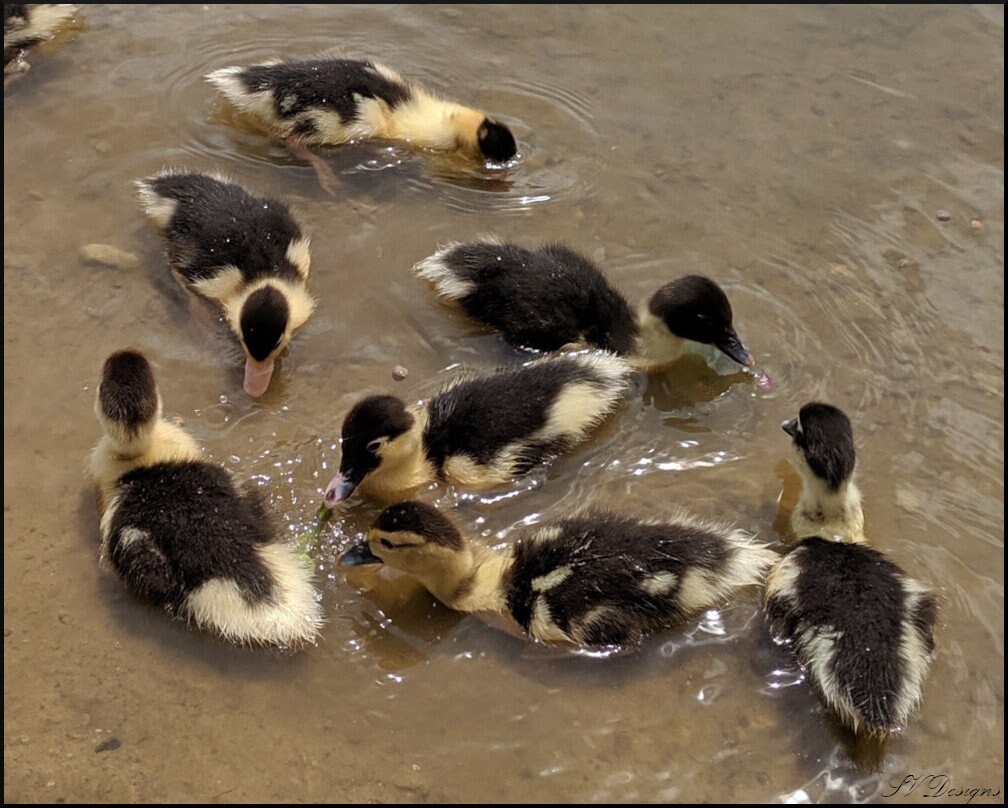 Ducklings - Etsy