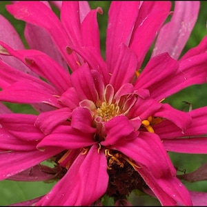Pink Zinnia