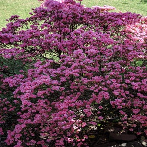 Azaleas.