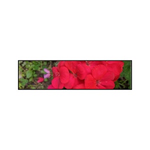 Rotes Geranien Lesezeichen