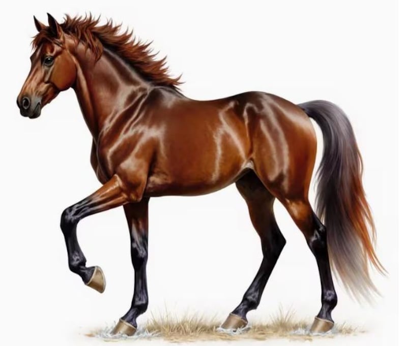 May include: A detailed illustration of a brown horse with a flowing mane and tail. The horse is depicted in a dynamic pose, with one leg raised, showcasing its muscular build and glossy coat. The horse's legs are black, and the hooves are a light brown.