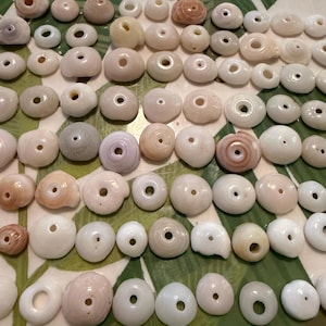 May include: A collection of numerous small, rounded sea shells, each featuring a single centered hole. The shells are primarily white, cream, and pale tan in color, arranged in a grid-like pattern. Some shells exhibit subtle spiral textures.