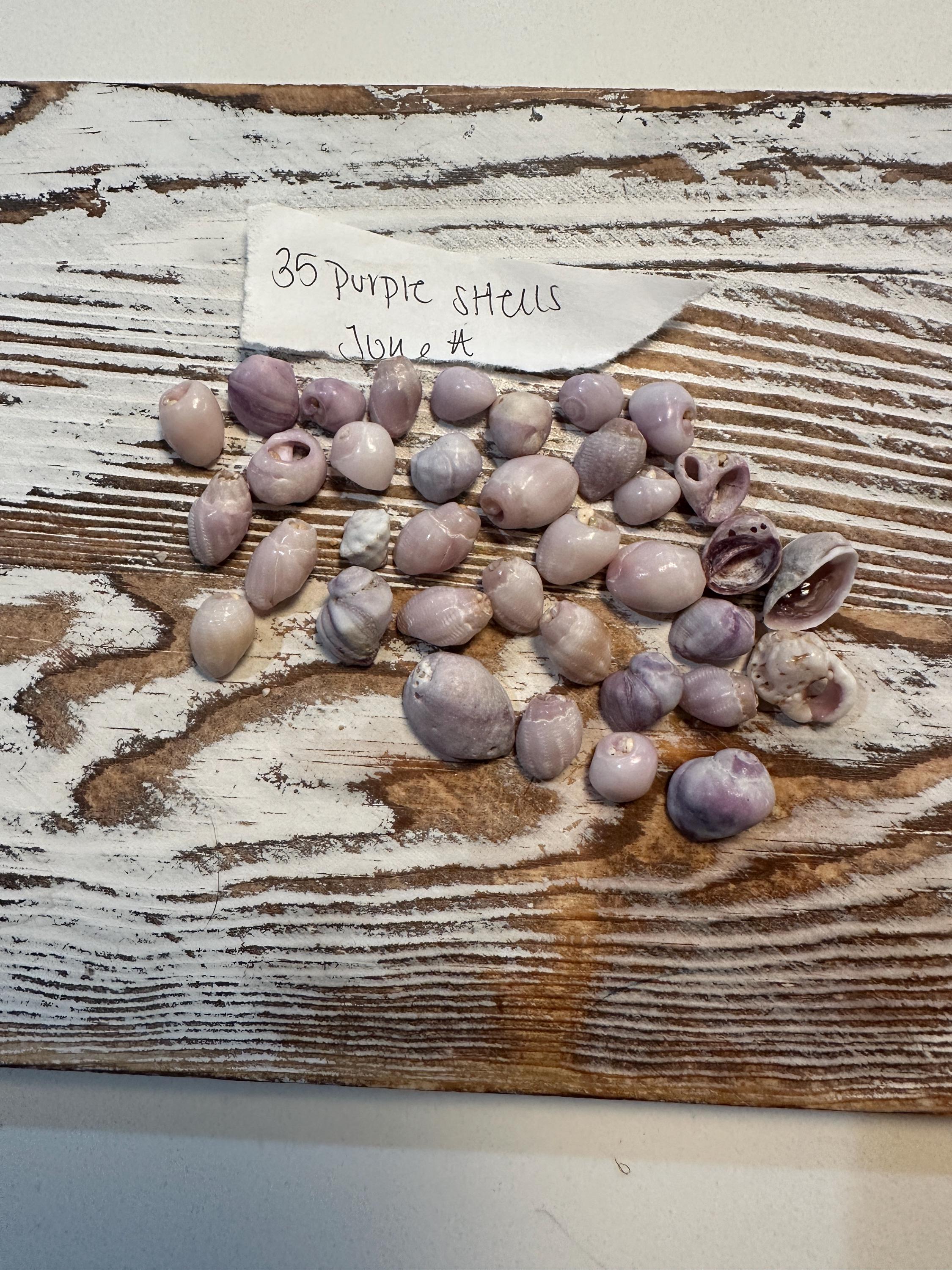 Small Hawaiian Shells Assorted for Jewelry and Crafts Handpicked From ...