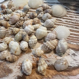 May include: A selection of seashells in white, cream, and tan hues, arranged on a distressed wooden surface. The display features conch shells, spiral shells, and fan-shaped shells, highlighting natural textures and patterns. Some shells have a size of 4-13 mm.