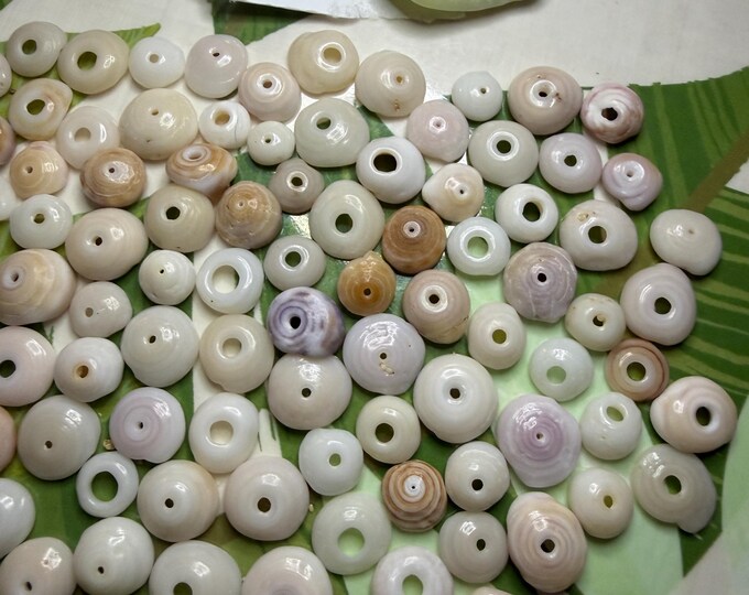 100 Small Hawaiian Puka Shells Handpicked From Oahu Beaches Tiny Loose ...