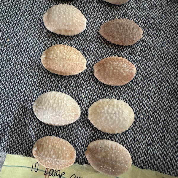 Granulated RARE cowries handpicked from hawaii beach Hawaiian shells cowry shells oahu