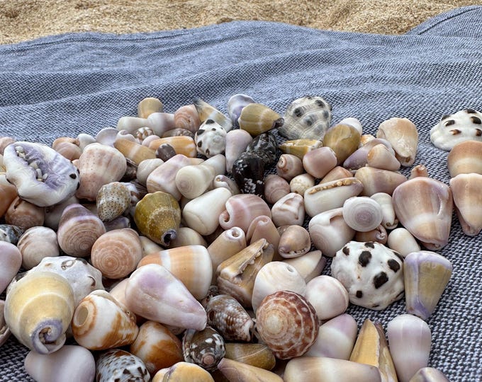 Small Cone Shell Small Hawaiian Cone Shells Handpicked From Oahu Beaches for Jewelry ...