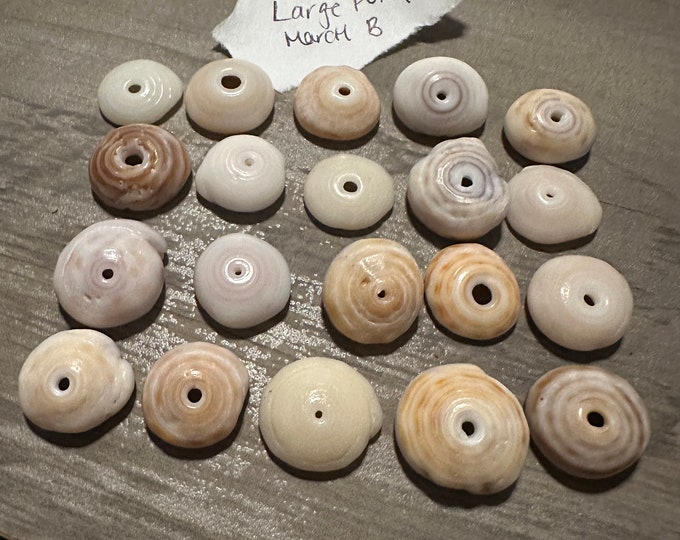 Large Hawaiian Puka Shells Handpicked From Oahu North Shore for Crafts ...
